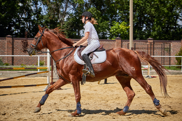 Equine Supplies